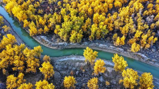 Golden desert poplar trees along Tarim River in Xinjiang