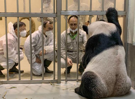 Mainland experts visit Taipei Zoo to assist treatment of giant panda Tuan Tuan