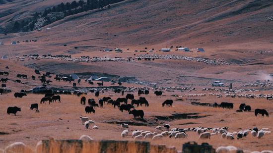 Livestock transferred to winter pasture in Qinghai