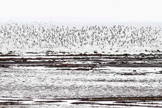 Flocks of migrant birds gather in Jiaozhou Bay