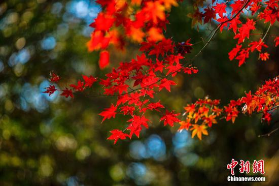 Red Maple leaves enter prime viewing period on Lushan Mountain