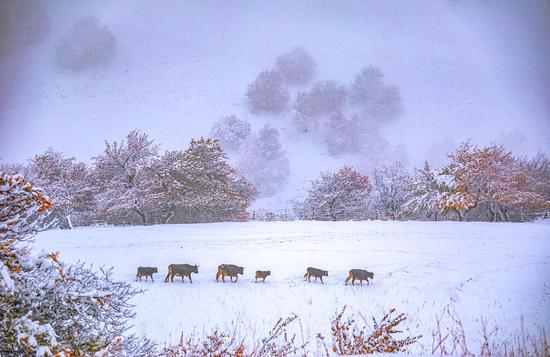 Apricot Valley in Xinjiang welcomes first snow in 2022 winter