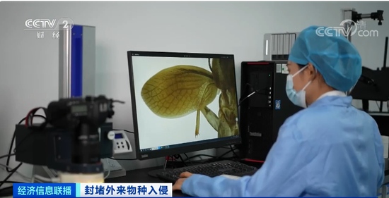 Chinese customs intercepts new species of Blattaria