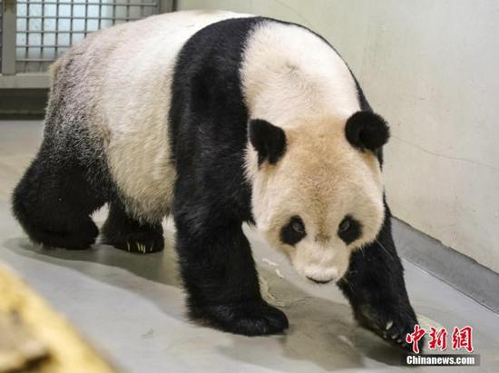 Giant panda Tuan Tuan strolls at Taipei Zoo. (Photo/VCG)