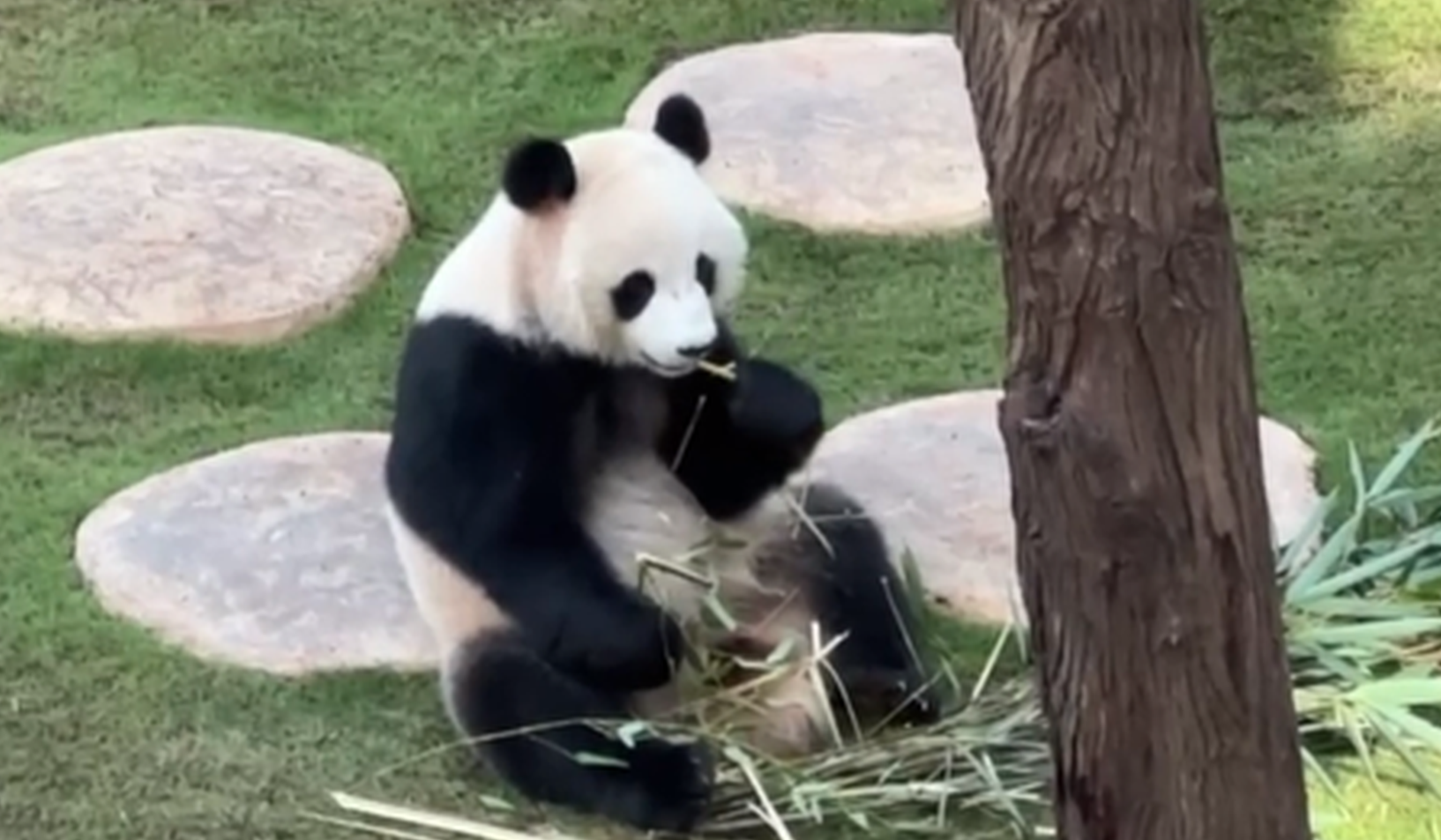 Chinese giant pandas meet the public ahead of World Cup in Qatar 
