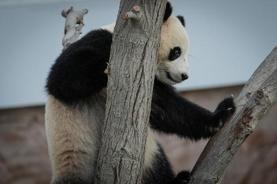 Chinese giant pandas meet public in Doha's first Panda House ahead of World Cup