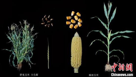 Chinese researchers identify gene that increases protein in modern maize