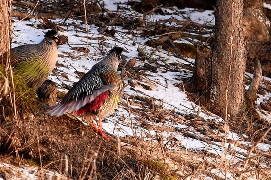 Blood pheasants spotted in Qinghai