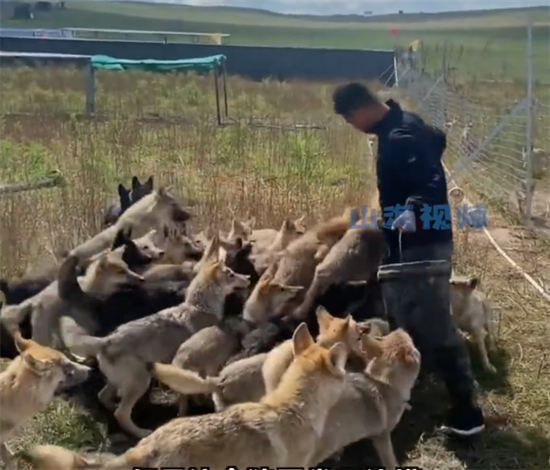 Mr. Wang and a group of wolves. (Screenshot Photo)