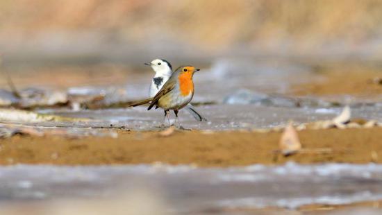 Rare robin bird spotted in Qinghai