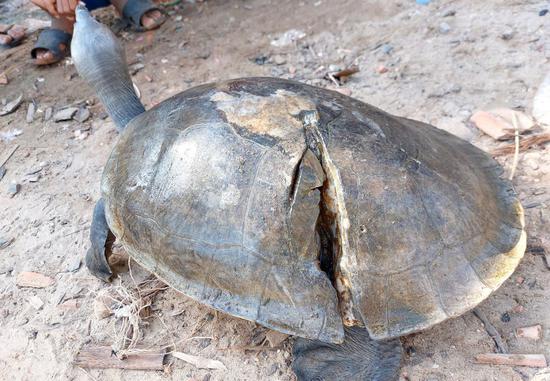 Photo, taken on Nov. 16, 2022, shows a female Royal Turtle with a severely fractured shell in Koh Kong province, Cambodia. (Thorn Phun/WCS/Handout via Xinhua)