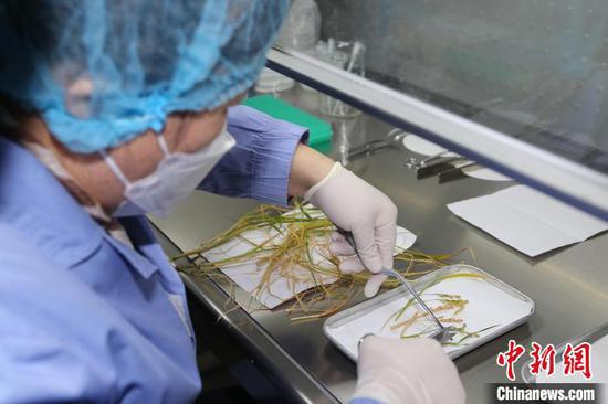 A Chinese Academy of Sciences scientist is analyzing the rice samples returned to Earth. (Photo provided to China News Service)