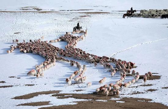 32,000 livestock herded to winter pastures in Xinjiang