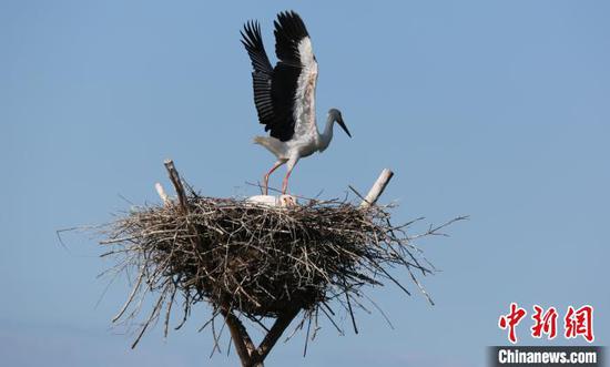 Photo shows an oriental white stork at its nest. (Photo provided to China News Service)