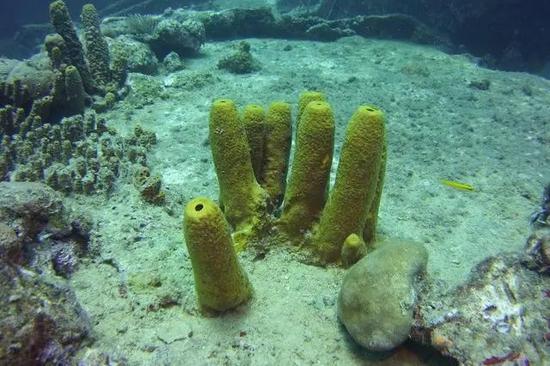 Primitive freshwater sponges found in SW China's nature reserve