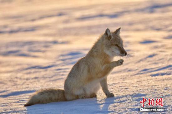 Endangered corsac fox captured in Inner Mongolia
