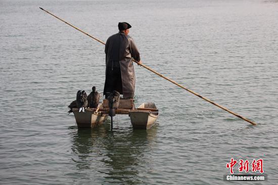 Traditional osprey fishing in Henan