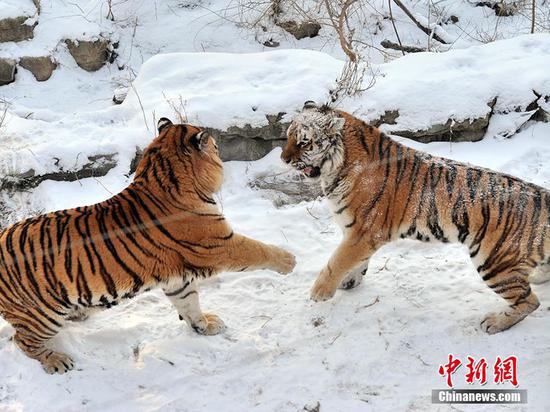 Siberian tigers have fun in snow