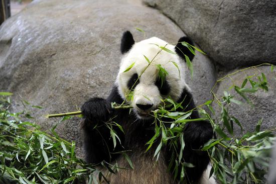 Giant pandas to return to China after two decades at Memphis Zoo