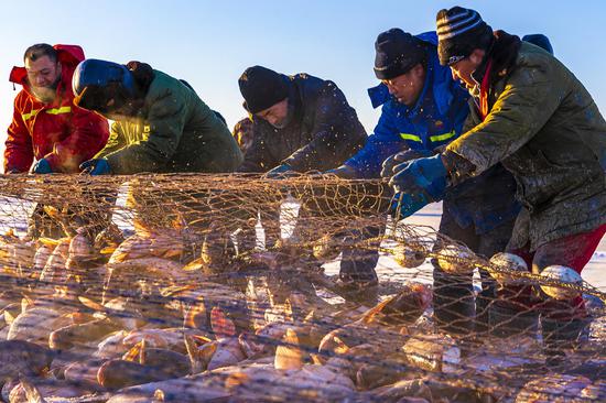 Fishermen harvest fish from frozen Chagan Lake