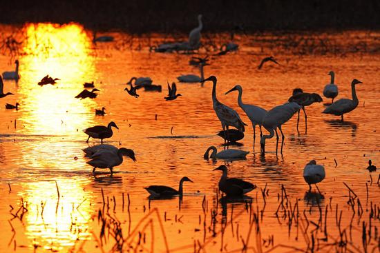 Migratory birds rest at Nanchang Five Stars Siberian Cranes Sanctuary by the Poyang Lake in Nanchang, east China's Jiangxi Province, Dec. 21, 2022. Poyang Lake, the country's largest freshwater lake, is an important wintering spot for migratory birds. (Xinhua/Wan Xiang)