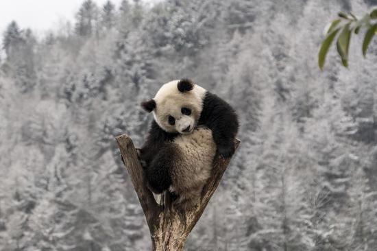 Giant pandas have fun in snow