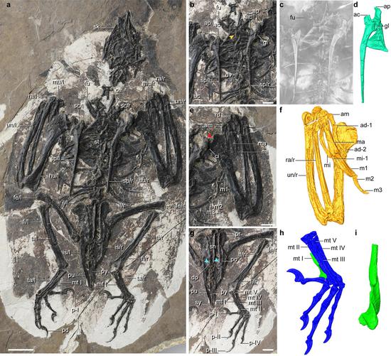 Bizarre Cretaceous bird shows evolutionarily decoupled skull and body