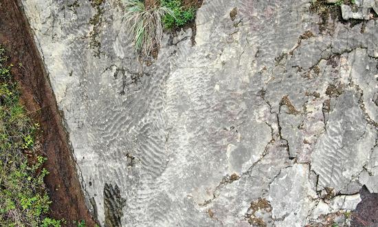 Dinosaur footprint fossils found for the 1st time in Zigui Basin in C.China's Hubei Province