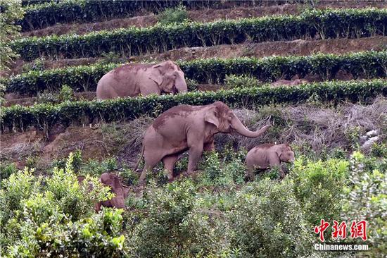 Photo taken in July, 2022 show elephants roaming near the Kangping County in Puer City, SW China's Yunnan Province.