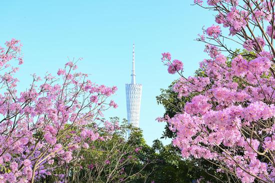 Pink trumpet flowers bloom in Guangzhou