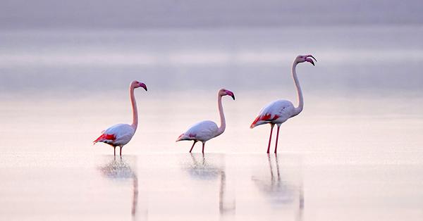 Wild flamingos winter in NW China's Yuncheng