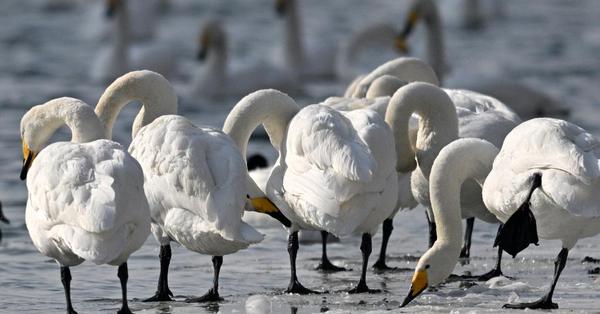Swans play water in wetland in Xinjiang