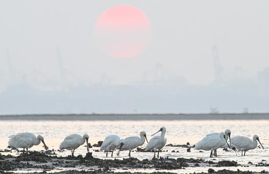 A flock of black-faced spoonbills is observed at Danzhou Bay Wetland in Danzhou, south China's Hainan Province, Dec. 13, 2022. (Xinhua/Pu Xiaoxu)