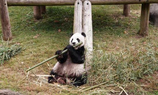 Chinese experts to investigate panda's unexpected death at U.S. zoo
