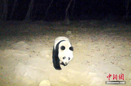 Wild giant panda captured in Sichuan