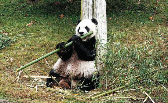 Veterinary experts to head for U.S. to probe panda's death