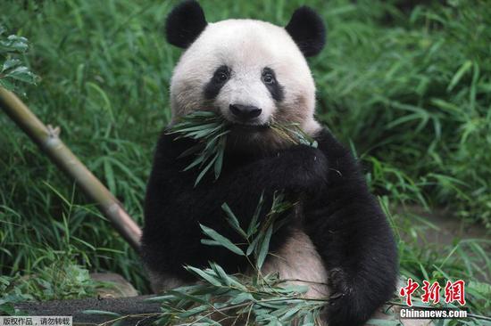 The giant panda Xiang Xiang lives in Tokyo's Ueno Zoological Gardens. (File photo/Agencies)
