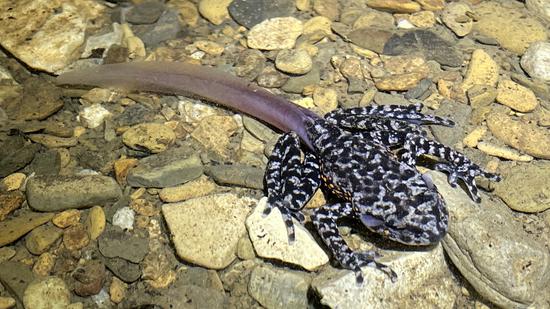 Endangered toad found at 800-meter-deep cave