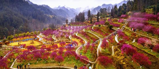 Pink flowers brighten terraced fields in Hubei