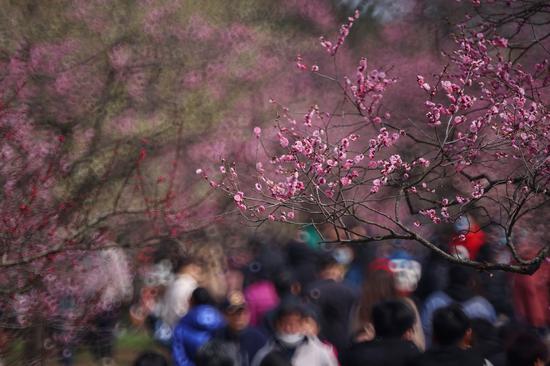 Plum blossoms burst into bloom in Nanjing