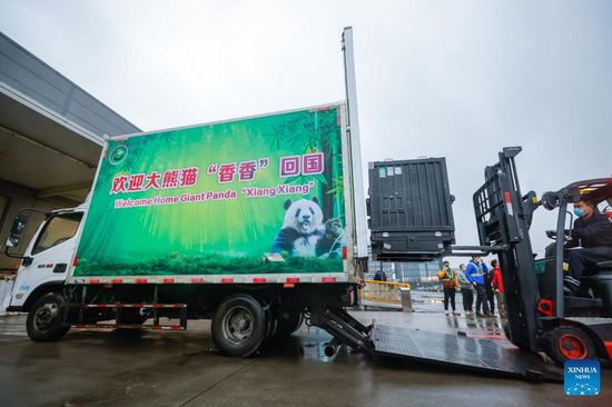 The Japan-born giant panda Xiang Xiang arrives at Chengdu Shuangliu International Airport in southwest China's Sichuan Province, Feb. 21, 2022. (Xinhua/Shen Bohan)