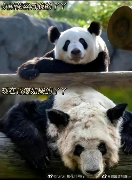 Photo shows Ya Ya at the Memphis Zoo in Tennessee, the U.S. (Photo from Weibo)