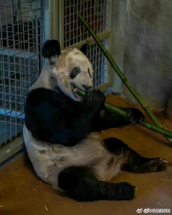 Photo shows giant panda Ya Ya at the Memphis Zoo in Tennessee, the U.S. (Photo from Weibo)
