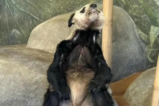 Beijing Zoo ready to welcome back giant panda from U.S.