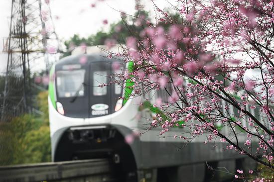 Monorail train runs through blooming flowers in Chongqing