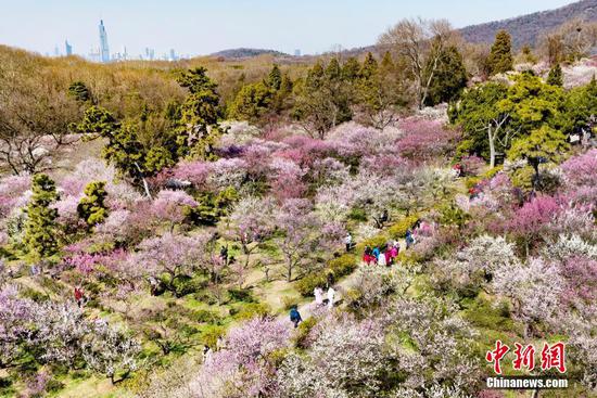 Plum blossoms enter best viewing season in Nanjing