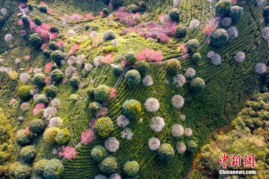 Intoxicating scenery of tea garden with blooming peach blossoms
