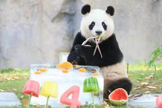 Giant panda in recovery after operation