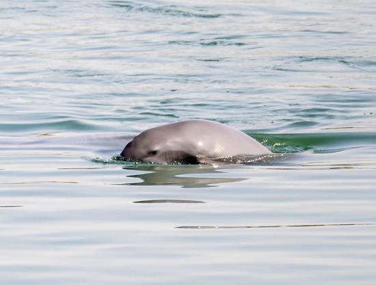 Finless porpoises enjoy waters in central China