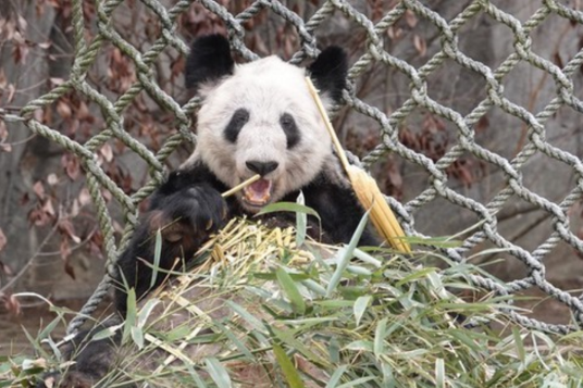 Panda vets to assist in Ya Ya's care in U.S.